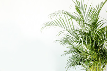 Tropical green palm leaves, branchs on white background with blank space for text. Flat lay, top view 