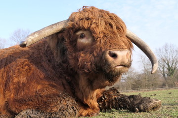 Scottish highland bull