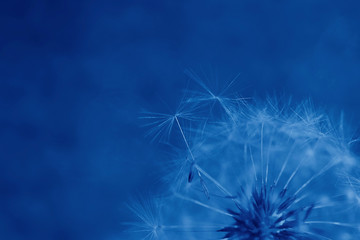 Summer dandelion flower. Fragment. Tinted blue. Blue background. Selective focus.