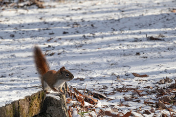 A Wild American Red Squirrel Alert in Winter