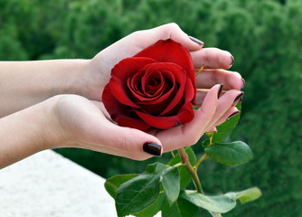 Rosa rossa in mano