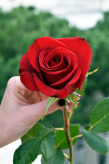 Rosa rossa