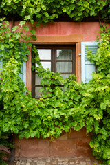 Fototapeta na wymiar Lush Green Ivy Covered Window