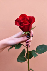 Rosa rossa in mano