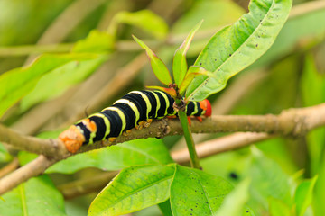 Frangipani caterpillar on a Frangipani stem at a stage in metamorphosis