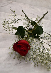 Rosa rossa sulle scale