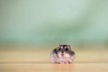 Closeup of a small funny miniature jungar hamster sitting on a floor. Fluffy and cute Dzhungar rat...