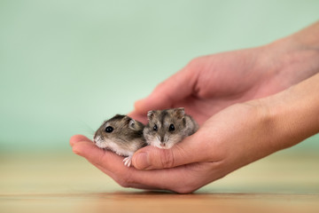 Closeup of two small funny miniature jungar hamsters sitting on a woman's hands. Fluffy and cute Dzhungar rats at home.