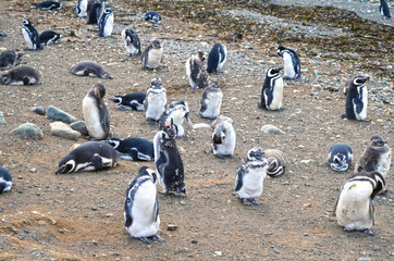 Pinguinos de Isla Magdalena