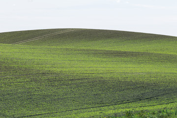 Empty rolling hill and field with empty background and white sky. BAckground image of lithuania countryside