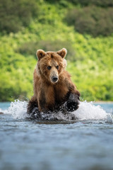 The Kamchatka brown bear, Ursus arctos beringianus catches salmons at Kuril Lake in Kamchatka, running in the water, action picture