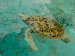sea turtle swims in water