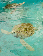 sea turtle swims in water