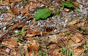 Schmetterling am Waldboden