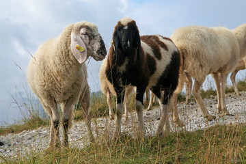 Alpen sheep, alpen meadows near Hauser Kaiblings peak in Tauern Mountains, Austria 