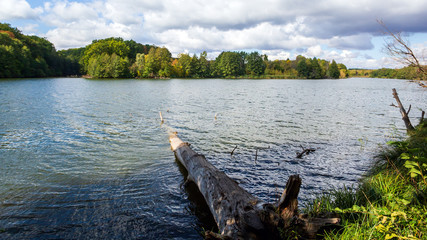 Fallen tree in water
