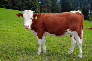 Fototapeta na wymiar Alpen cow in Kalkspitze area, Tauern Mountains, Austria