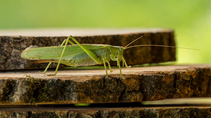 Grashopper on cut wooden circles