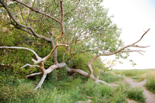 Grosser Baum an Ostseek&uuml;ste