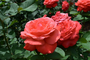 red rose in garden