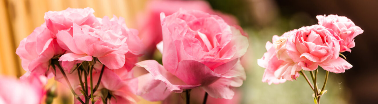 panorama image with pink roses on natural environment with soft focus background