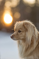 Beautiful Dog in Winter Sunset 4