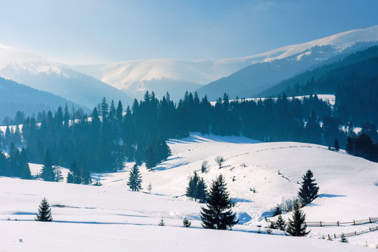 mountainous rural landscape in wintertime. stunning scenery on a bright sunny day. spruce forest on snow covered rolling hills. beautiful scenery of borzhava ridge
