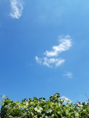 Obraz premium blue sky