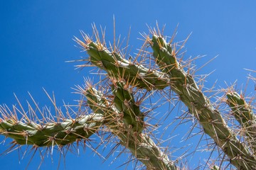 Low angle closeup shot of a thorny exotic plant with the sky in the background