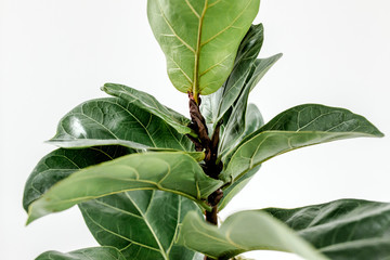 Home plant green leaf ficus benjamina, elastica on a light background 