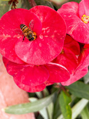 bee on flower
