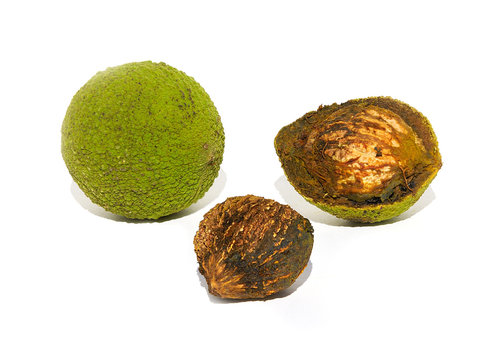 Wild black walnuts from the North American black walnut tree, Juglans nigra, in husk and out. Isolated on white