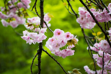 cherry blossom japan