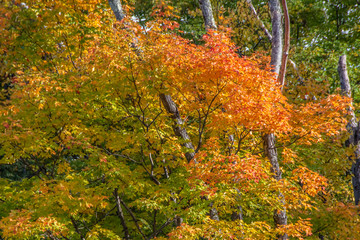 Adirondacks in the fall