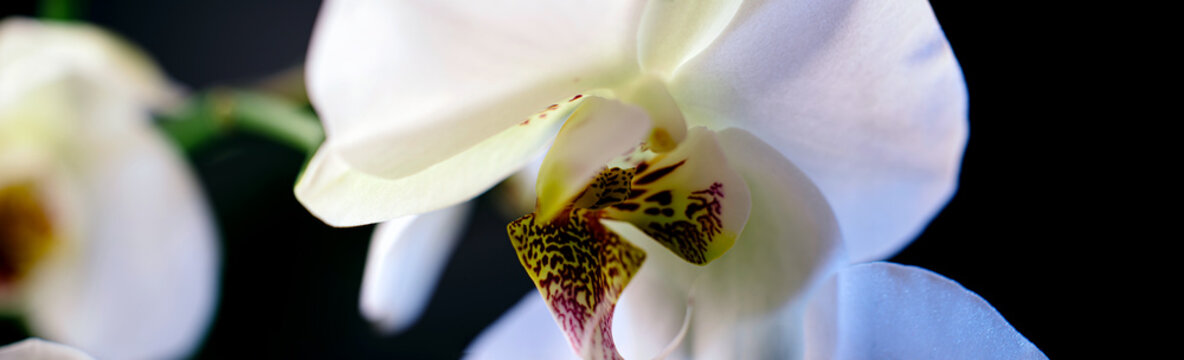 White archidea flower, Close-up, Banner format. abstract flower arrangement