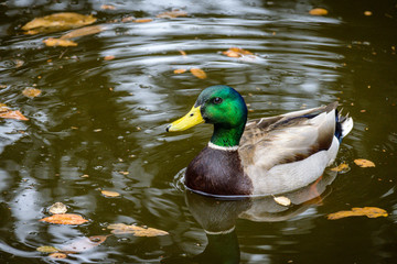 Male mallard duck swimming in a pond with fallen leaves in it.