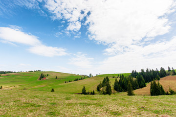 Obraz premium rolling hills of carpathian countryside in spring. beautiful rural landscape of ukraine. green grassy meadows and fluffy clouds on the blue sky