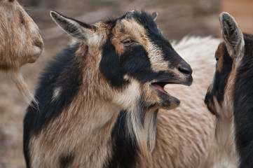 Nigerian dwarf goat with mouth open facing another Nigerian dwarf goat