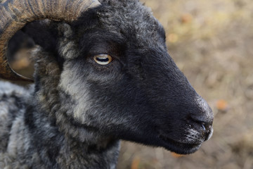 Portrait of a dark sheep with curved horn on the meadow in Germany