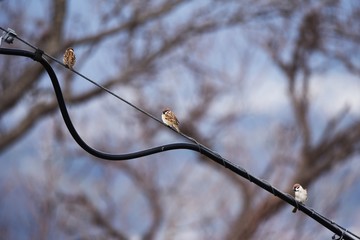 Sparrows act in groups and feed on seeds and insects such as grasses.