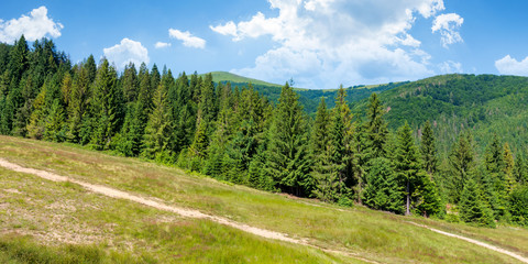 forested carpathian mountains in summer. fir trees on the grassy slope. sunny weather with clouds on the sky. foo path uphill. hiking concept background