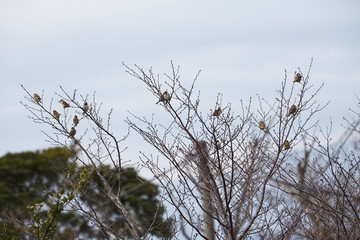 Sparrows act in groups and feed on seeds and insects such as grasses.