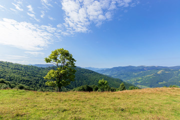 tree on the meadow in mountain scenery. beautiful summer landscape on a sunny day. wonderful weather at high noon with clouds on the blue sky