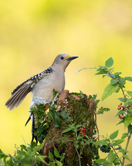 Golden-fronted Woodpecker