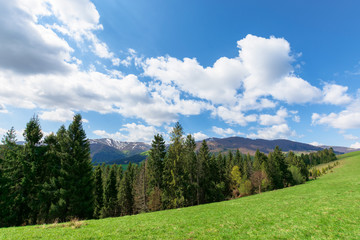 Fototapeta na wymiar mountain landscape in spring. fir forest on the green grassy meadow. ridge with snow capped tops in the distance. wonderful sunny weather with fluffy clouds on the blue sky