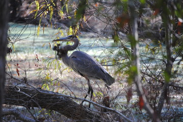 great blue heron in tree