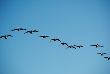 flock of birds geese flying in the sky