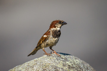 A House Sparrow