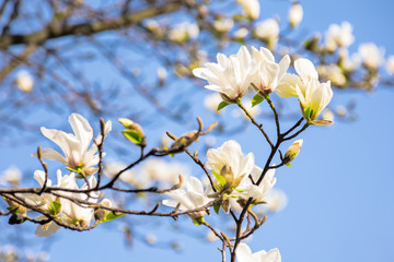 white magnolia blossom. beautiful nature scenery in spring. twigs with flowers on a blue sky background