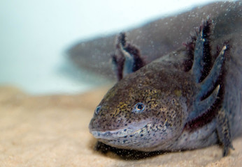 Axolotl